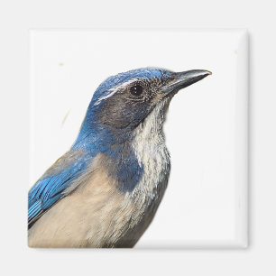 Íman Western Scrub Jay Magnet
