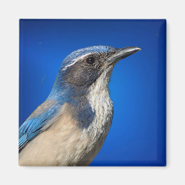 Íman Western Scrub Jay Magnet