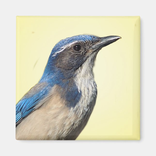 Íman Western Scrub Jay Magnet (Frente)