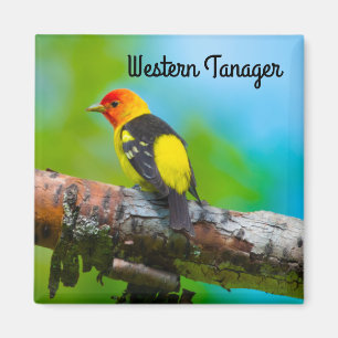 Íman Western Tanager