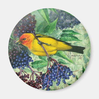 Íman Western Tanager Magnet