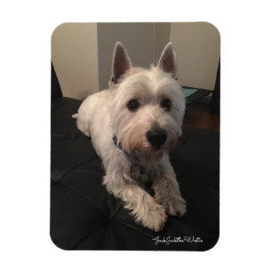 Íman Westie 3"" ímã da foto x4
