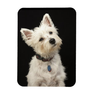 Íman Westie (terrier ocidental das montanhas) com colar