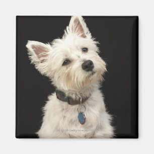 Íman Westie (terrier ocidental das montanhas) com colar