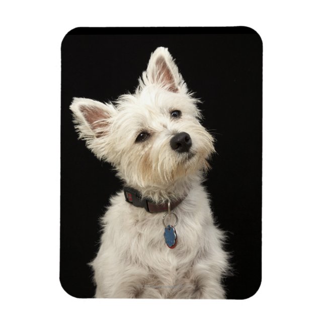 Íman Westie (West Highland terrier) com coleira (Vertical)