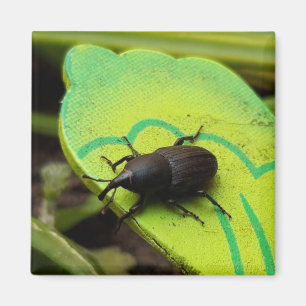 Íman Wevil, Beetles, Curculionoidea, Inseto