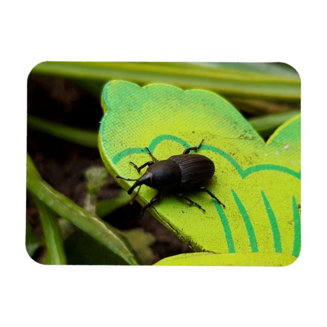 Íman Wevil, Beetles, Curculionoidea, Inseto (Horizontal)