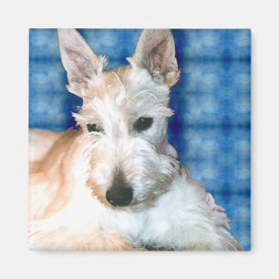 Íman Whaten Scottie Magnets