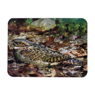 Íman Whippoorwill escondido