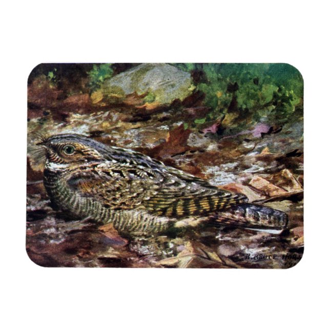 Íman Whipporwill oculto (Horizontal)