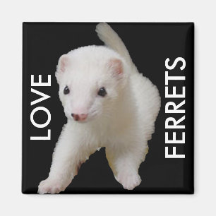 Íman White Baby Ferret Magnet