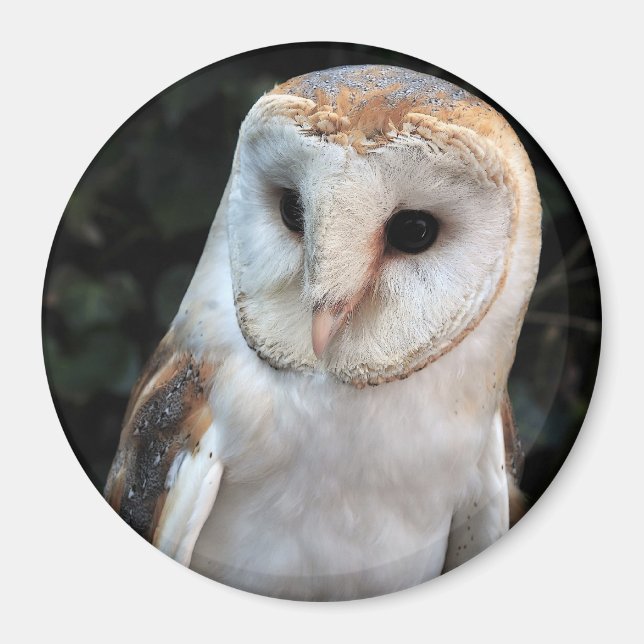 Íman White Barn Owl (Frente)