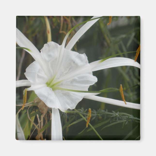 Íman White Beach Spider Lily Lily Lily Foto Flor (Frente)