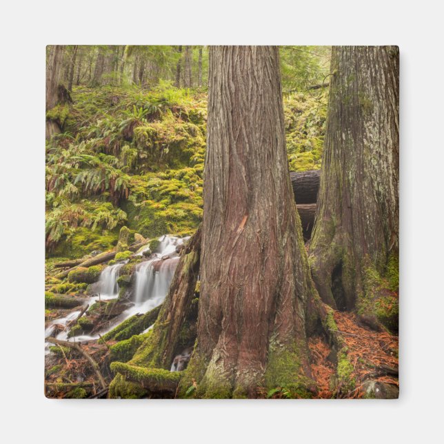 Íman White Branch Falls, Oregon Cascades, Oregon (Frente)