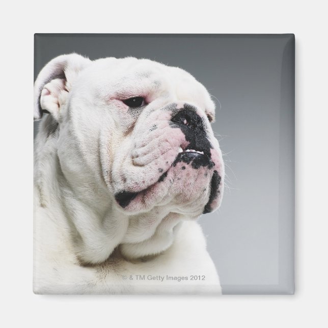 Íman White Bull dog (Frente)
