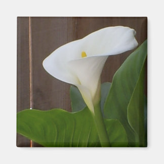 Íman White Cali Lily
