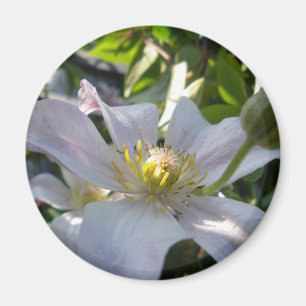 Íman White Clematis II