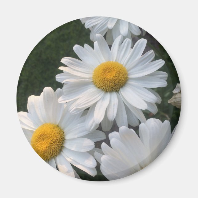 Íman White Daisies (Frente)