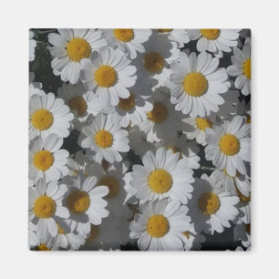 Íman White Daisies Magnet