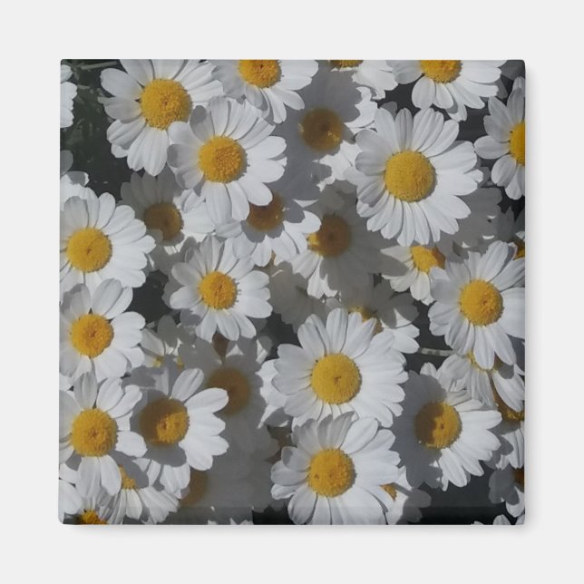 Íman White Daisies Magnet (Frente)