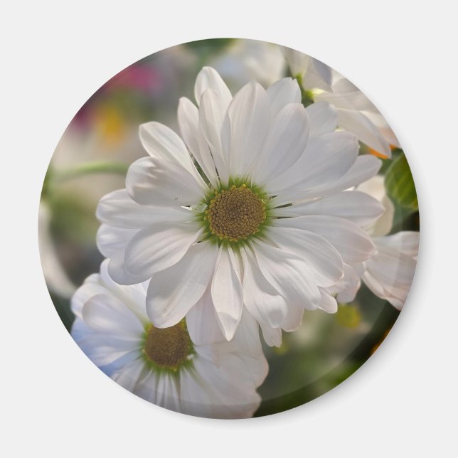 Íman White Daisy Magnet (Frente)