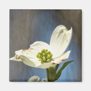 Íman White Dogwood Bloom