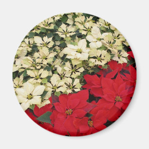 Íman White e Red Poinsettias I Feriado Floral