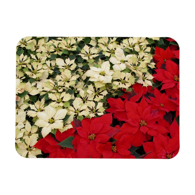 Íman White e Red Poinsettias I Feriado Floral (Horizontal)