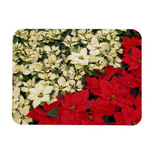 Íman White e Red Poinsettias I Feriado Floral