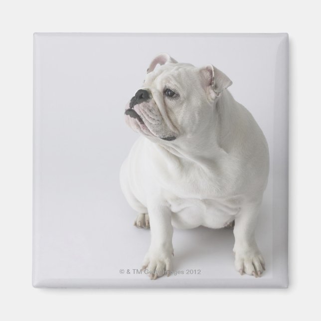 Íman White English Buldogue (Frente)