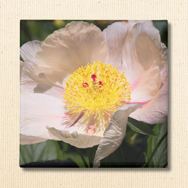 Íman White Grace Peony (Criador carregado)