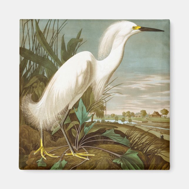 Íman White Heron por John James Audubon (Frente)