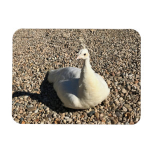 Íman White Peacock, Idaho