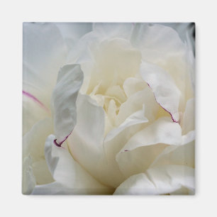 Íman White Peony Feche o Magnet de Fotografias da Flor