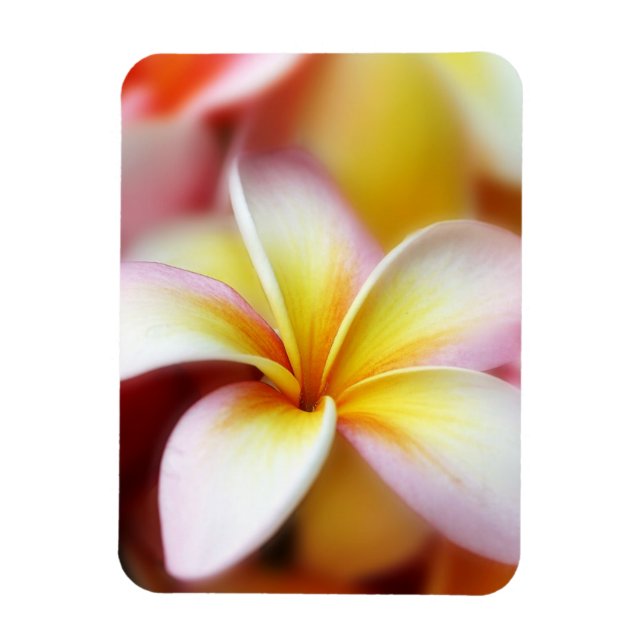 Íman White Plumeria Frangipani Hawaii Flor Havaiano (Vertical)