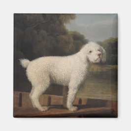 Íman White Poodle in a Punt (por George Stubbs)
