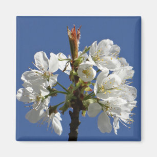 Íman White Primavera Bloom