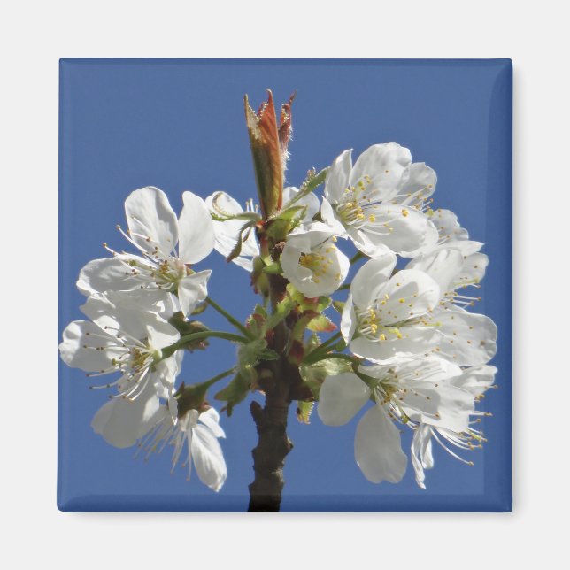 Íman White Primavera Bloom (Frente)