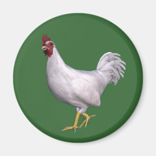 Íman White Rooster