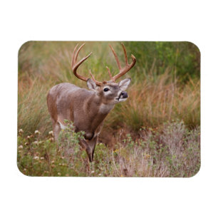 Íman White-tailed Deer Autumn in Texas