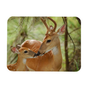 Íman Whitetail Buck E Fawn Bonding
