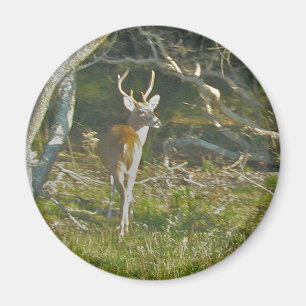 Íman Whitetail Deer Buck