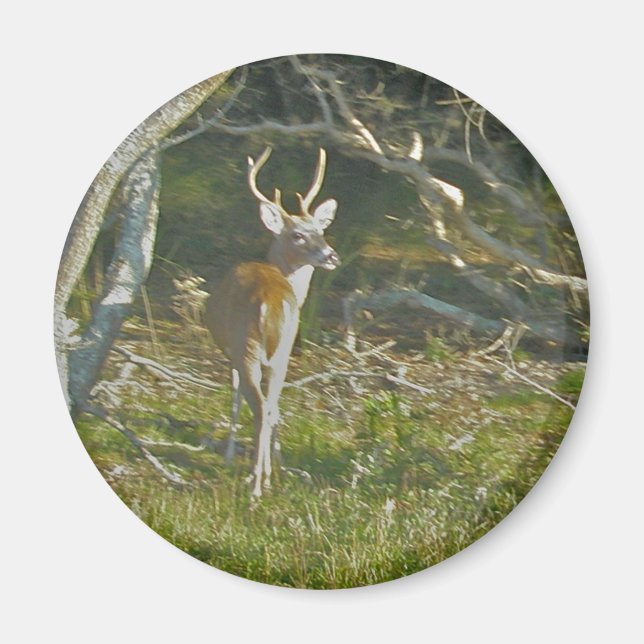 Íman Whitetail Deer Buck (Frente)