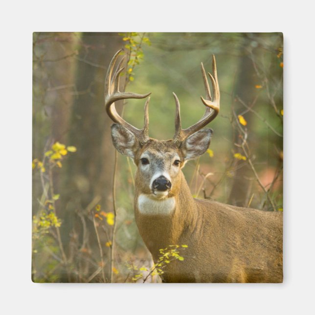 Íman Whitetail Deer Buck | Whitefish, Montana (Frente)