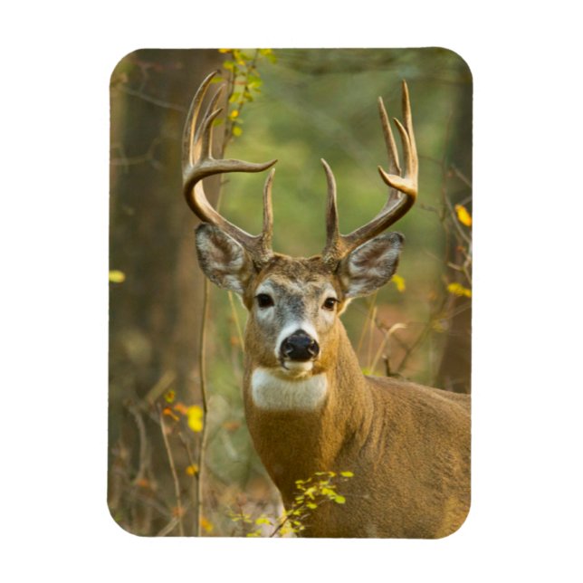 Íman Whitetail Deer Buck | Whitefish, Montana (Vertical)