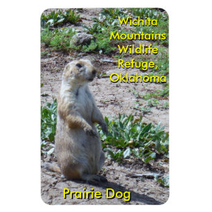 Íman Wichita Mountains Wildlife Refuge Prairie Dog