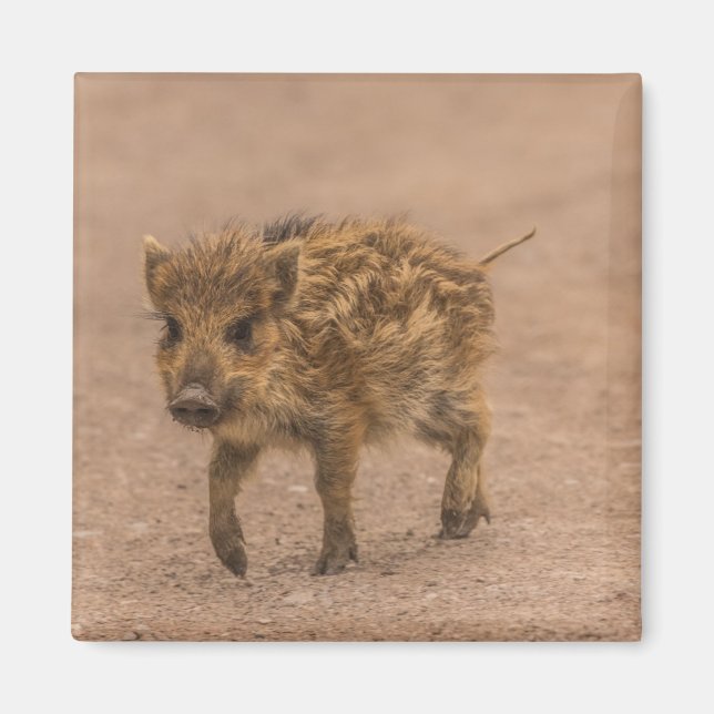 Íman Wild Boar Piglet (Frente)