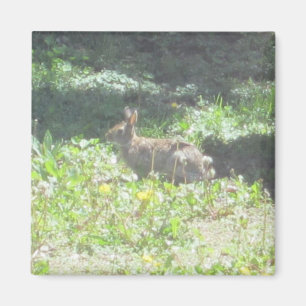 Íman Wild Bunny Magnet
