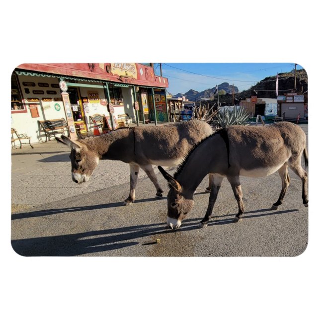 Íman Wild Burros em Oatman, Arizona (Horizontal)
