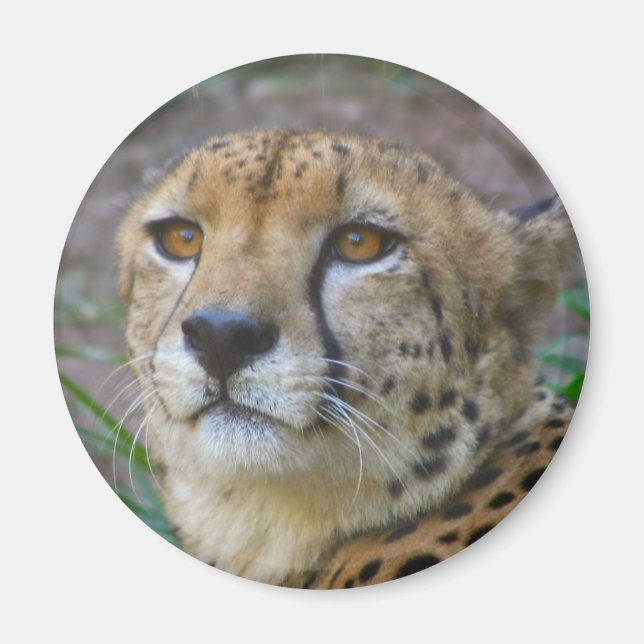 Íman Wild Cheetah Magnet (Frente)